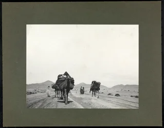 Kamele auf einer Schotterstraße, vermutlich in Nordafrika, 1899